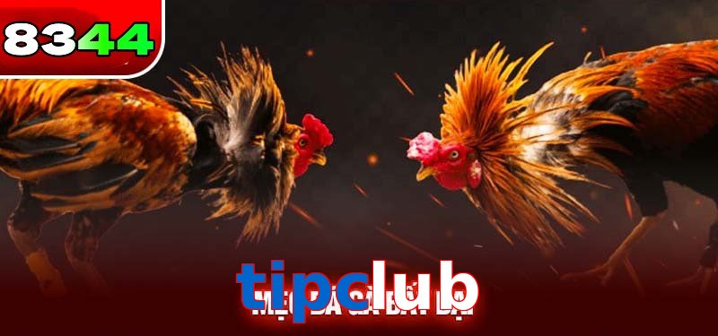 Đá gà tipclub có sức hấp dẫn