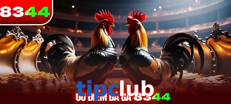 Thể loại đá gà tipclub được ưa chuộng